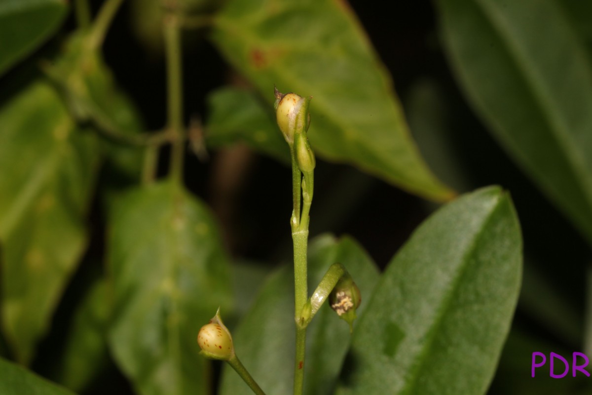 Talinum fruticosum (L.) Juss.